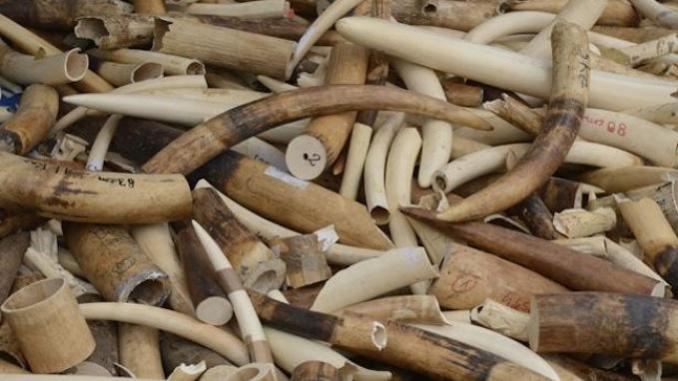 Ivory stockpile remains a hot topic at the conference of parties to the CITES